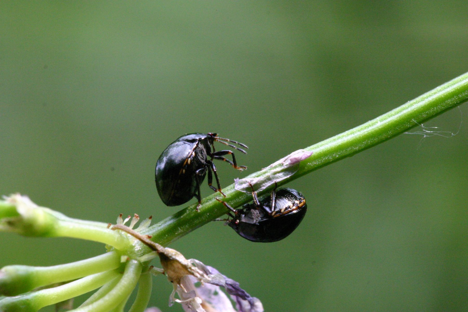 Plataspididae: Coptosoma scutellatum dei Berici (VI)